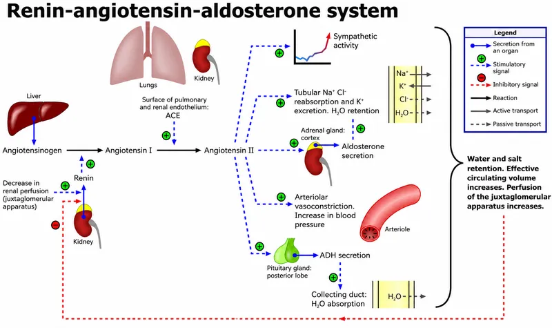 Renin-Angiotensin-Aldosterone System (RAAS) Pathway