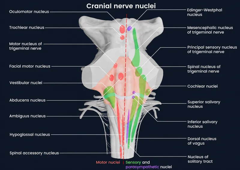 Cranial Nerve Nuclei in Brainstem