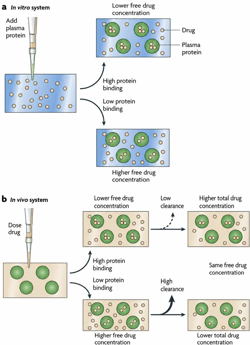 Drug-protein binding: in vitro vs. in vivo systems