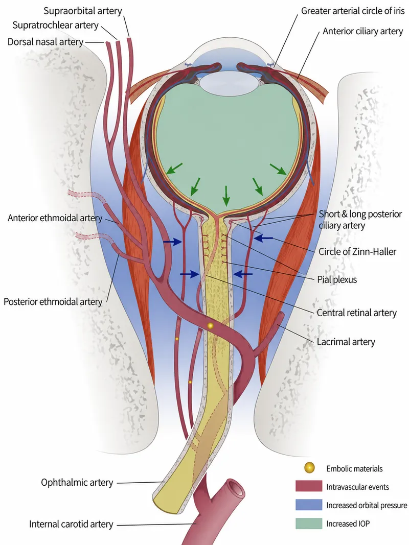 Ocular Neurovascular Supply and Embolic Events