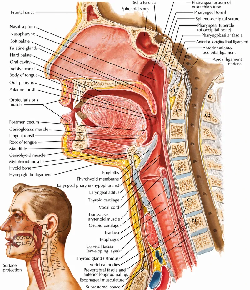 Upper Airway Anatomy for Intubation