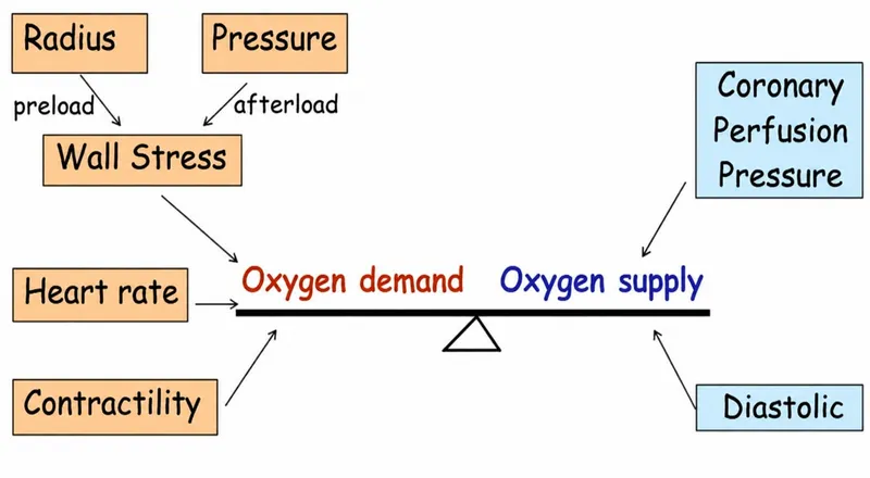Myocardial Oxygen Demand and Supply Determinants