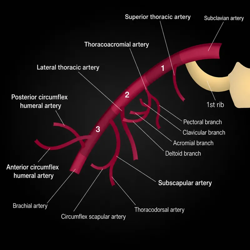 Axillary artery and branches schematic