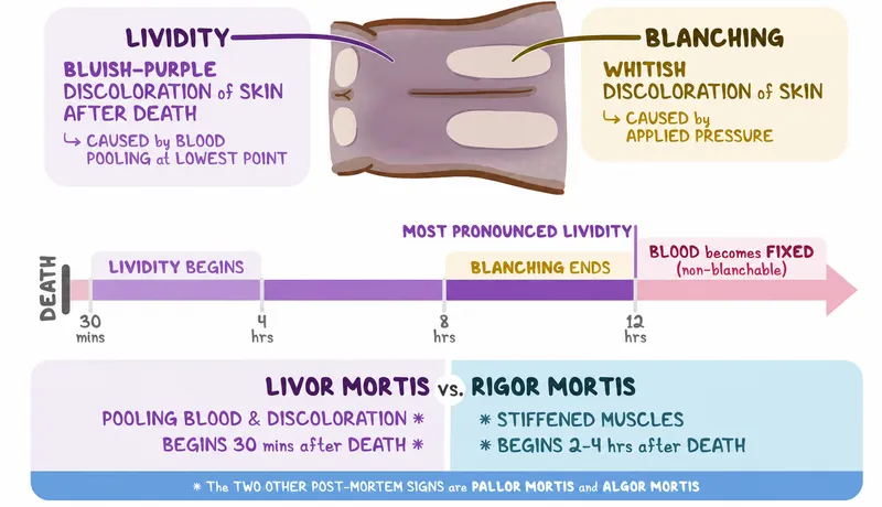 Livor Mortis and Rigor Mortis: Postmortem Changes
