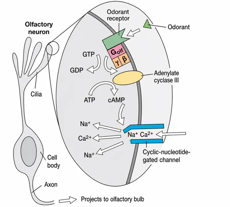 Olfactory receptor cell structure and transduction mechanism