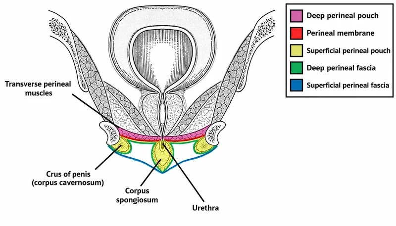 Male Urogenital Triangle: Layers and Perineal Pouches