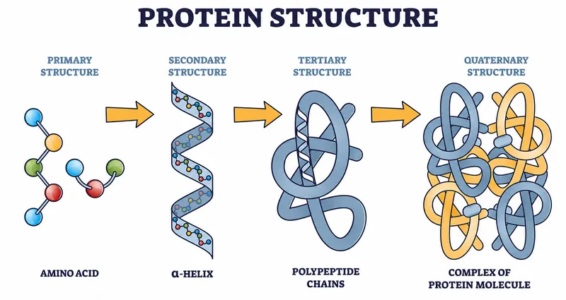 Protein Structure Levels