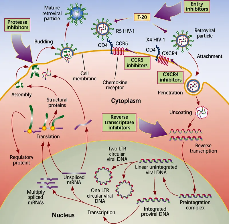 HIV life cycle and drug targets, including entry inhibitors