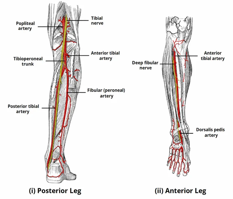 Arterial Supply of Posterior and Anterior Leg