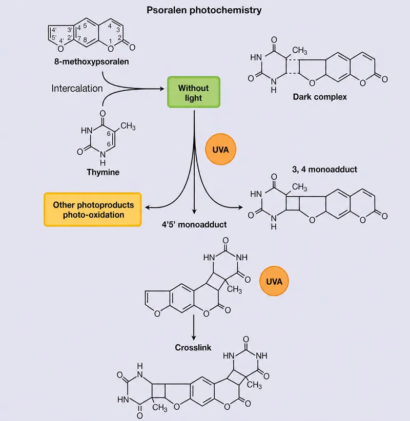Psoralen photochemistry and DNA crosslinking