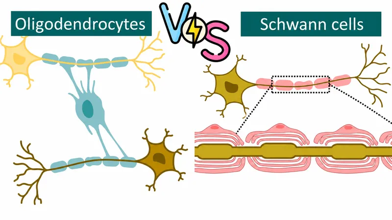 Myelination by Schwann cells vs. Oligodendrocytes