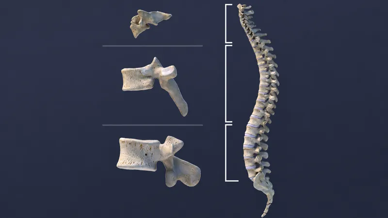 Cervical, Thoracic, and Lumbar Vertebrae Comparison