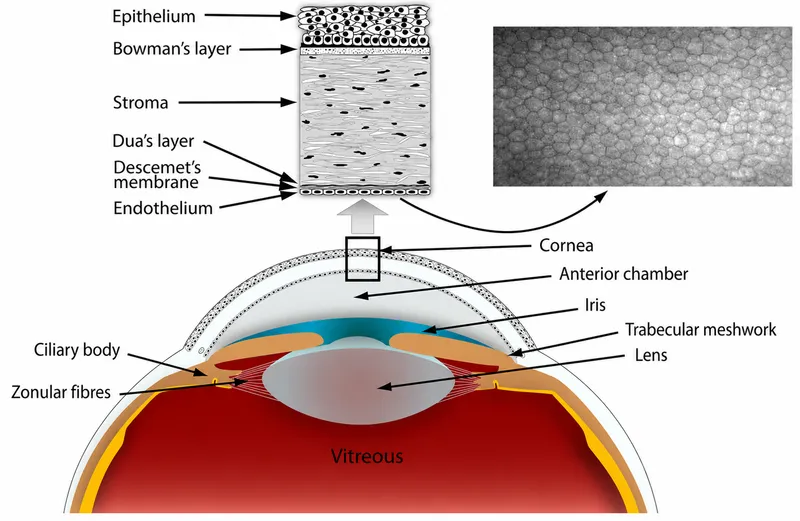 Corneal Anatomy Diagram with Layers and Endothelial Cells