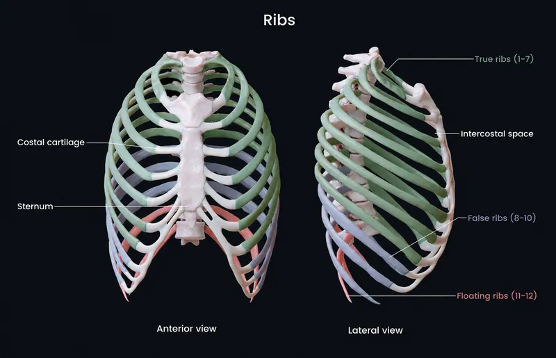 Anterior and lateral views of the bony thorax and ribs