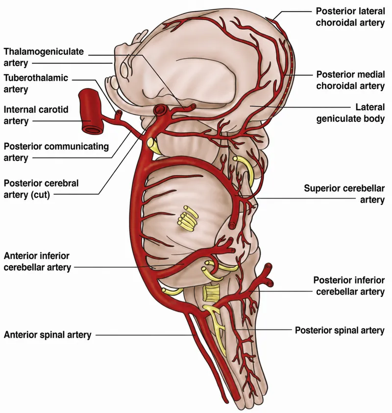Arterial supply of the thalamus and surrounding structures