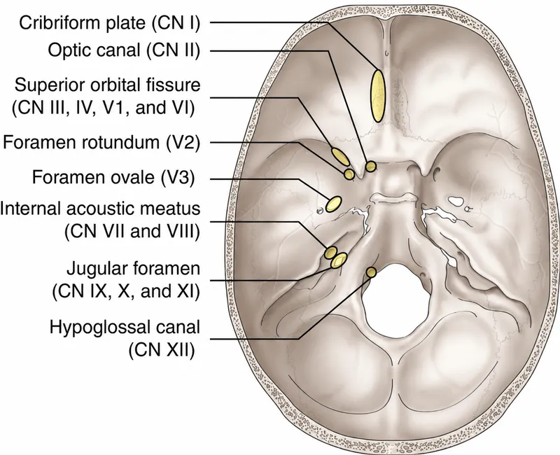 Cranial Nerves and Exit Foramina