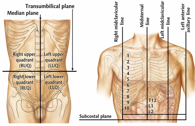 Anatomical planes and reference lines of thorax and abdomen