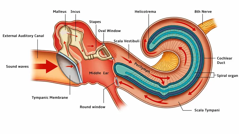 Cross-sectional view of middle ear ossicles and mechanics