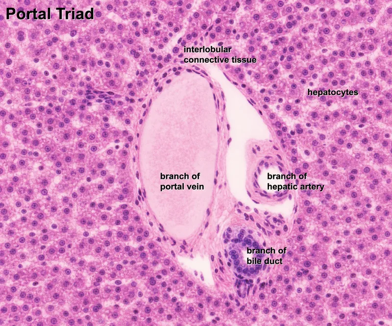 portal triad anatomy