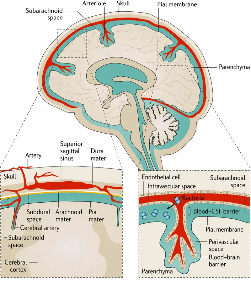 Brain Anatomy and Barriers in CNS Infections