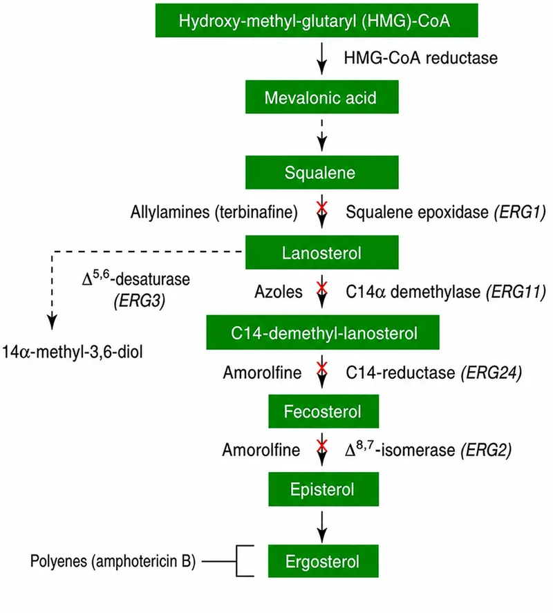 Ergosterol synthesis pathway and antifungal targets