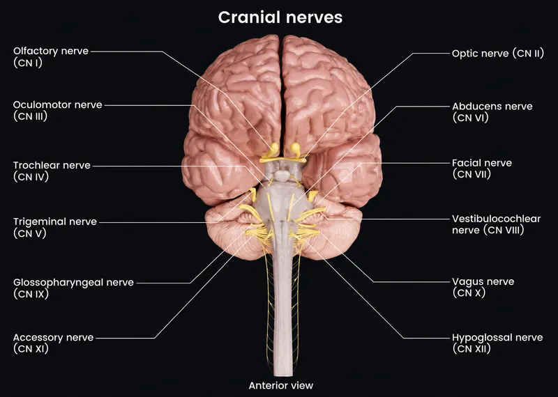 Cranial nerves anterior view with labels and Roman numerals