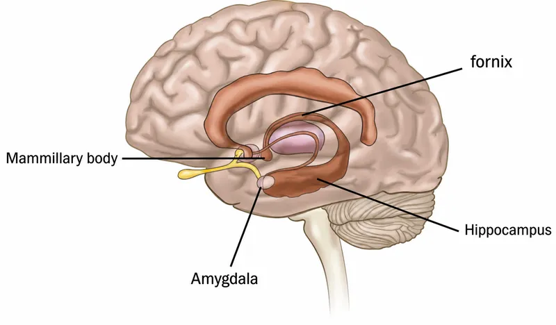 Limbic System Structures Sagittal View