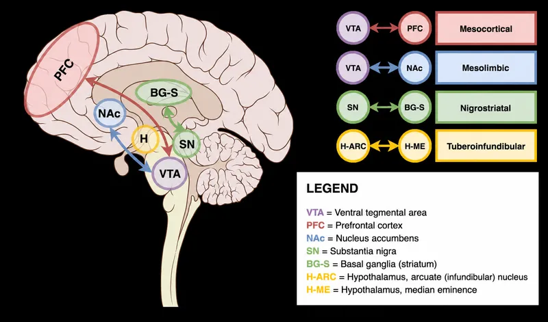 Dopamine pathways in the brain