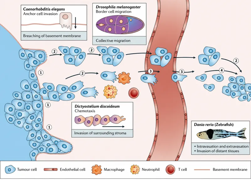 Metastatic cascade: tumor cell invasion and intravasation