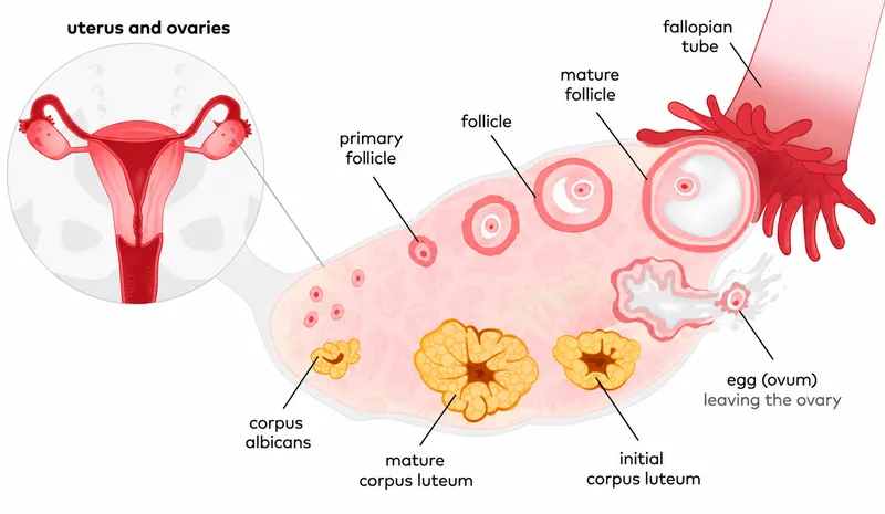 Ovulation and Corpus Luteum Development