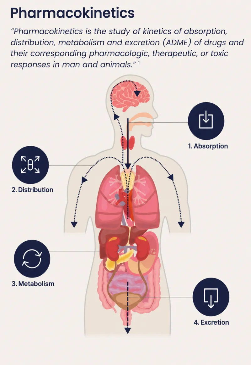 Pharmacokinetics ADME Process Diagram