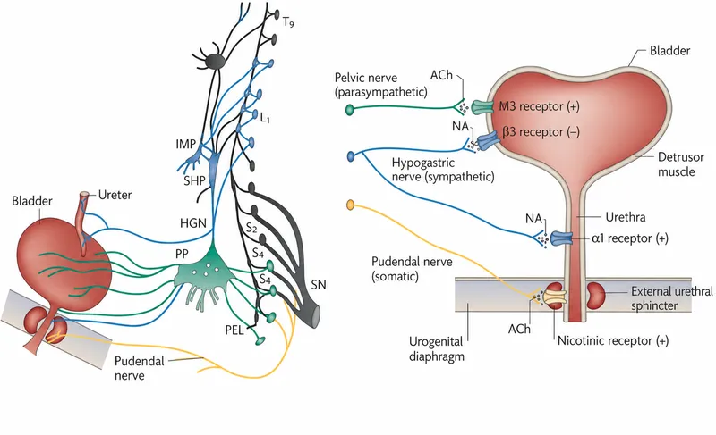Lower urinary tract autonomic innervation