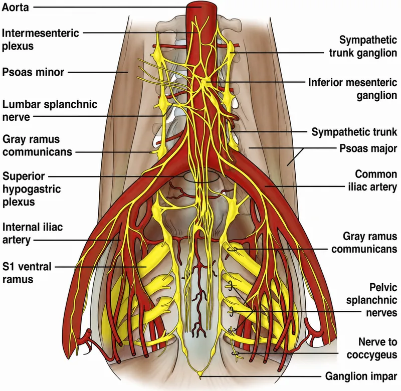 Sacral Parasympathetic Outflow and Pelvic Splanchnic Nerves