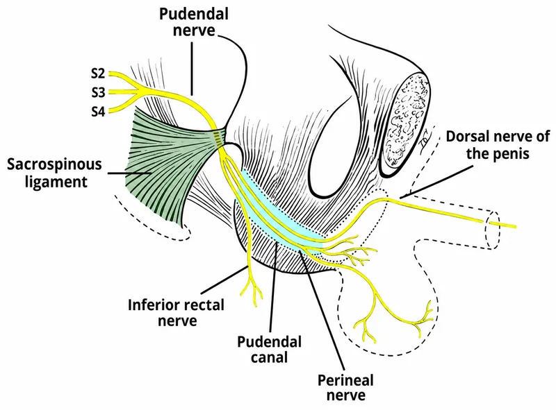 Pudendal nerve course and branches in the perineum