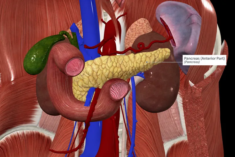 3D anatomical model showing pancreatic ductal system and vascular supply