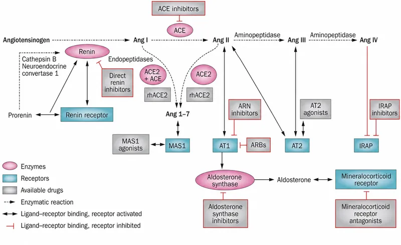 RAAS pathway and pharmacological inhibition