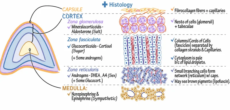 Adrenal Gland Histology and Hormone Production