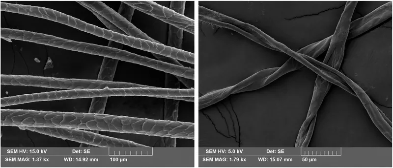 SEM of wool and cotton fibers for forensic analysis