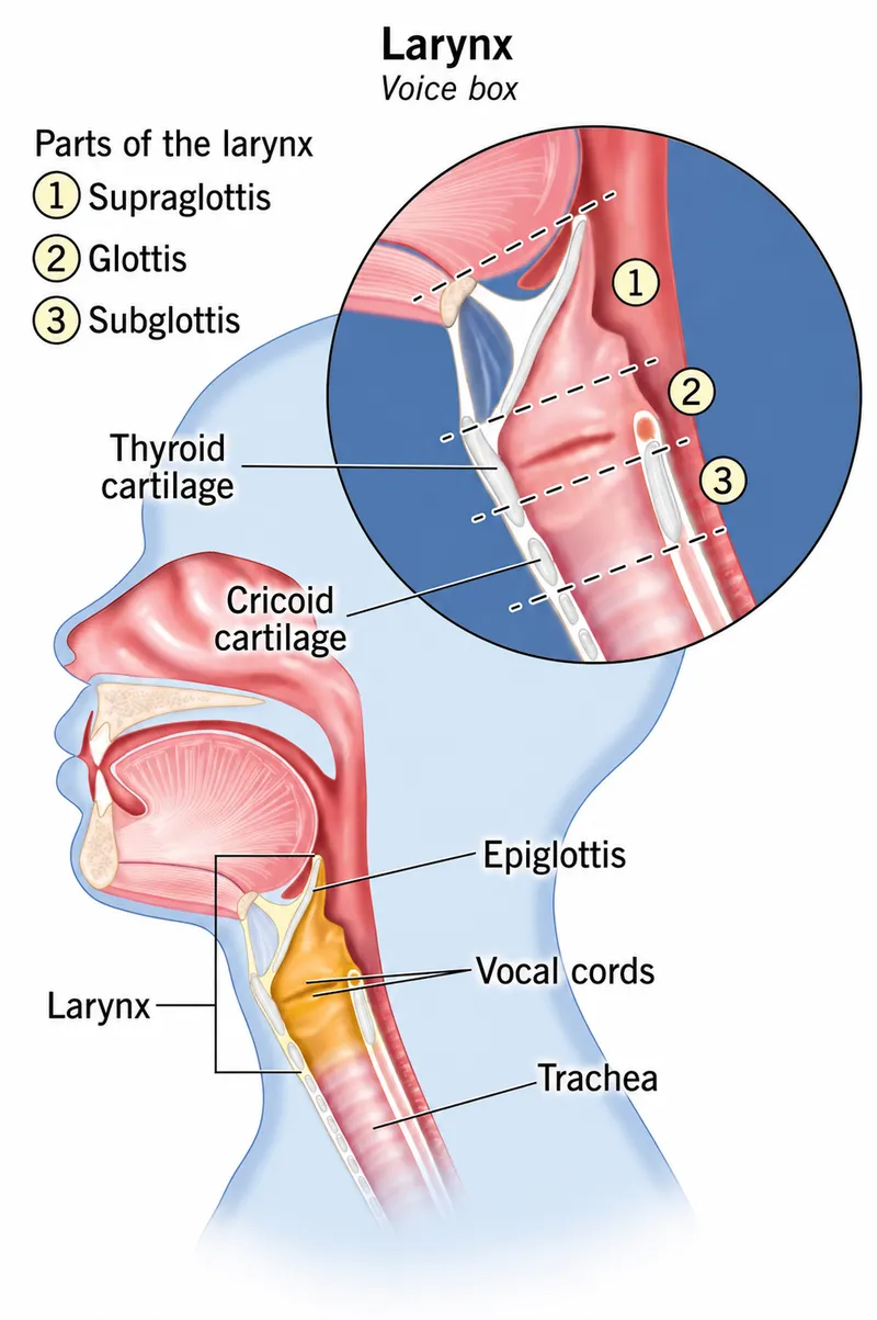 larynx anatomy cross section