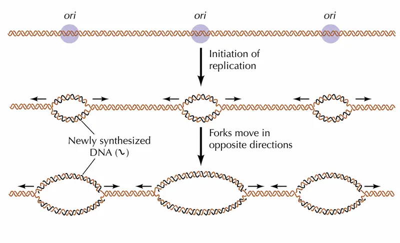 Bidirectional DNA replication from multiple origins