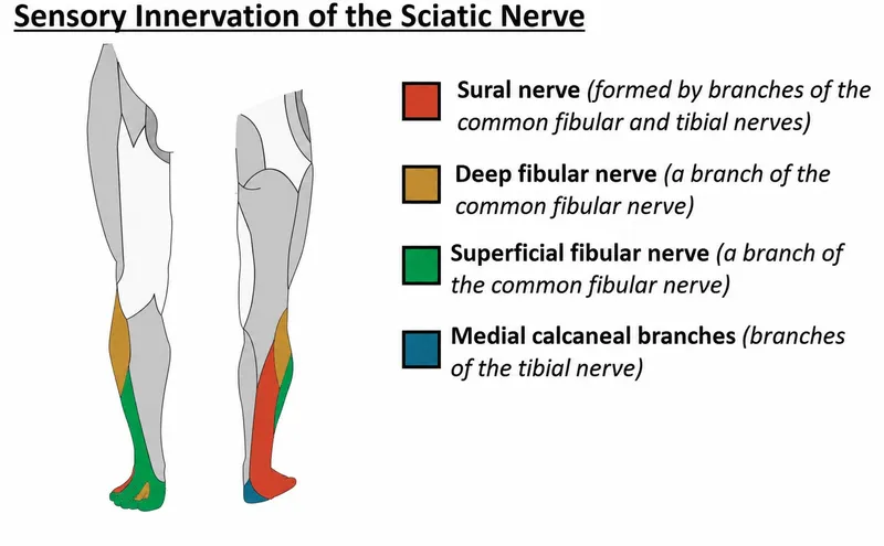 Sciatic Nerve Sensory Innervation