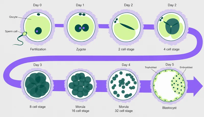 Early embryonic development stages, Day 0 to Day 5