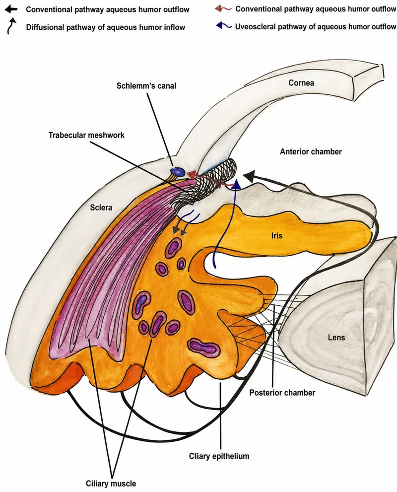Aqueous humor outflow pathways in the eye