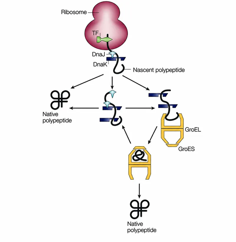 Protein folding with Hsp70 and GroEL/GroES chaperones