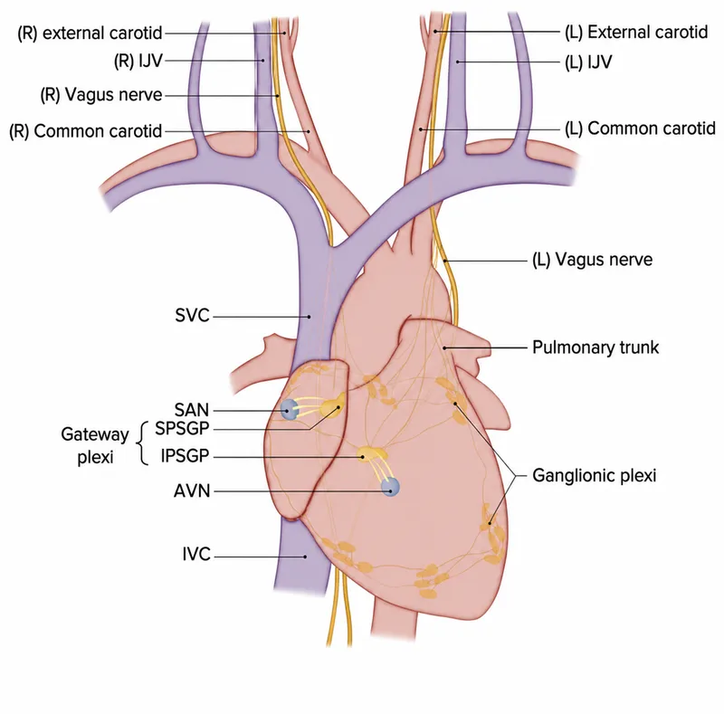 Cardiac conduction system and autonomic nerves