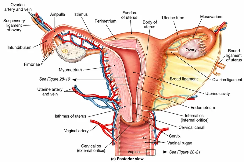Female Reproductive Organs: Posterior View