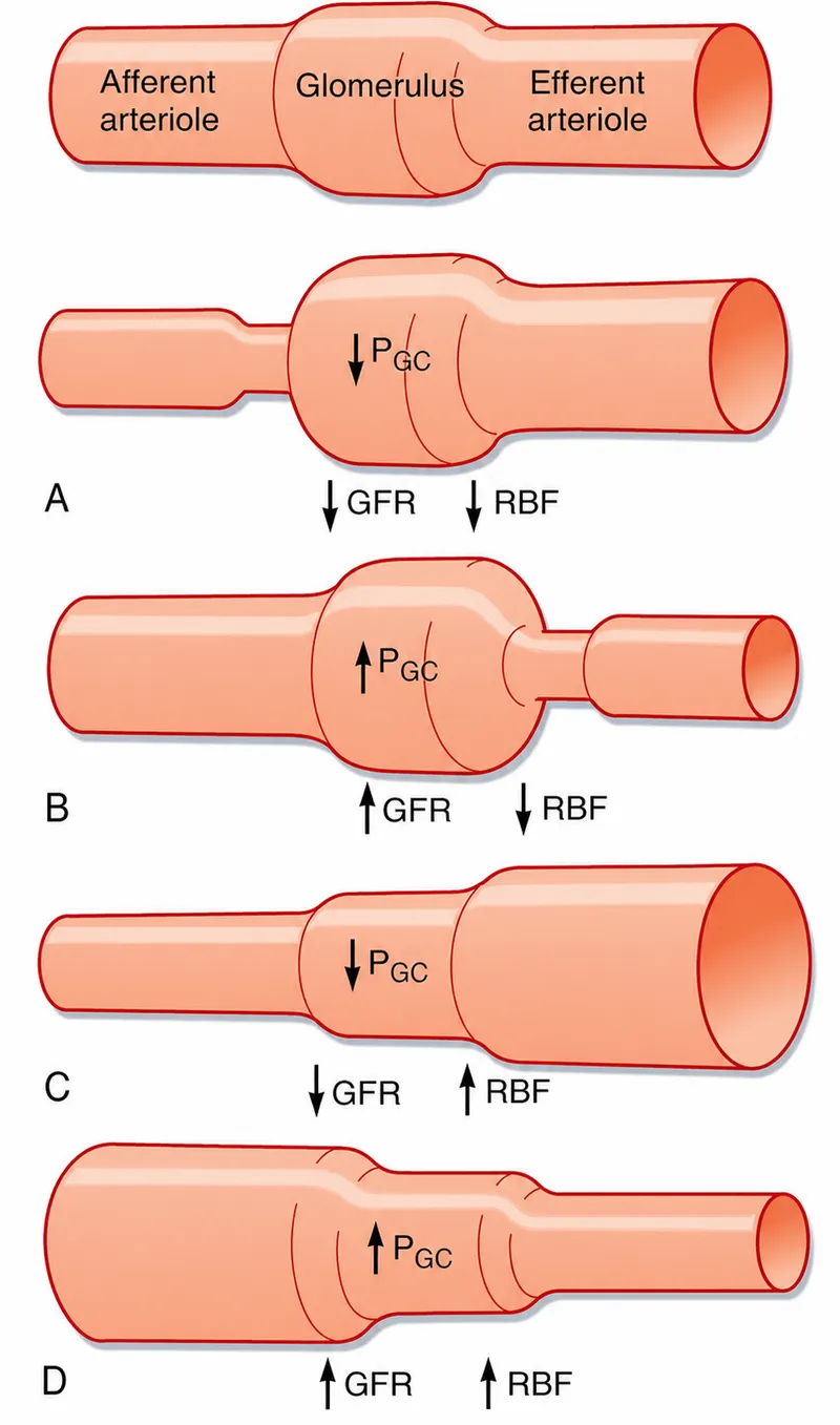 Effects of afferent/efferent arteriole changes on GFR/RBF