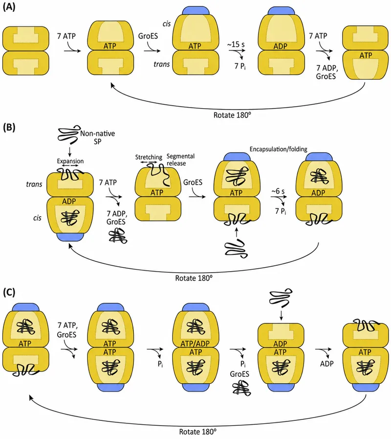 Molecular chaperone GroEL folding mechanism diagram