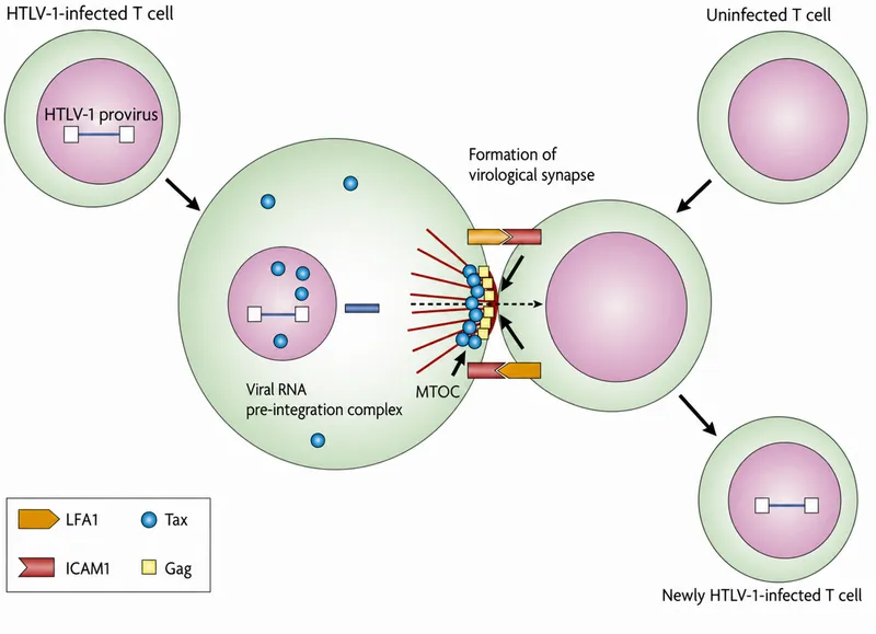 HTLV-1 cell-to-cell transmission via virological synapse