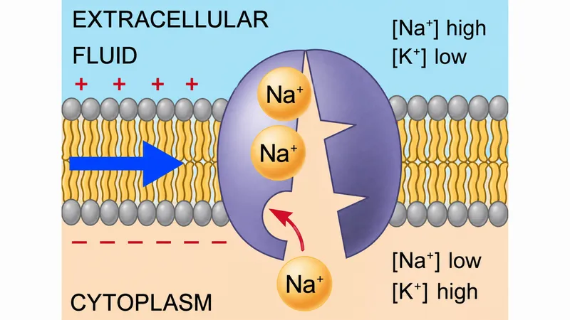 Sodium-Potassium Pump Mechanism
